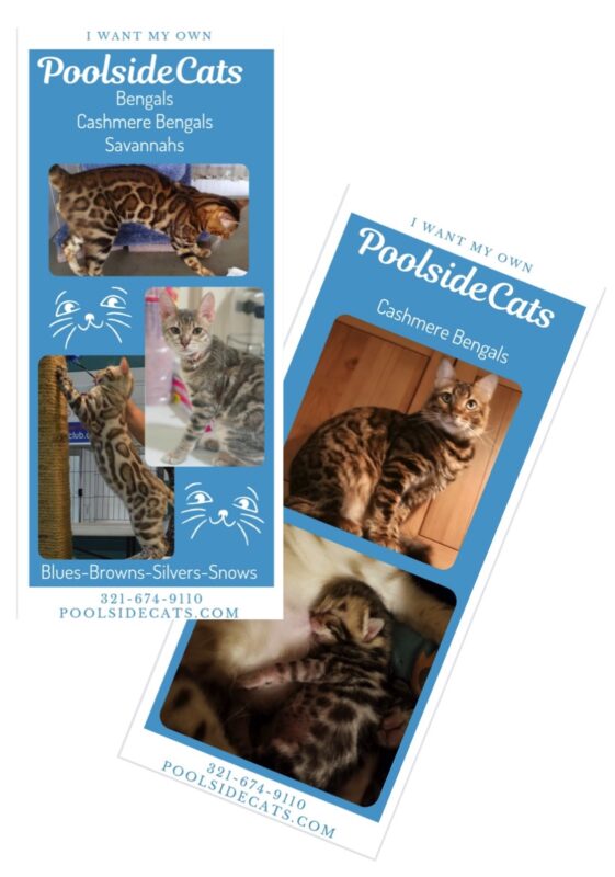 PoolsideCats Bengals, Cashmere Bengals & Savannahs Florida